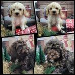 Nog 2 maltipoo pups te koop 2 reutjes beschikbaar, Dieren en Toebehoren, Honden | Chihuahua's en Gezelschapshonden, Overige rassen