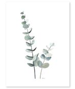 Sale Kinderposter Poster Eucalyptus Plant Lilipinso, Nieuw, Ophalen of Verzenden, Wanddecoratie
