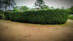 Hedge Trimming, Vacatures, Vacatures | Overige Vacatures, Overige vormen, Overige uren, Vanaf 3 jaar, Overige niveaus