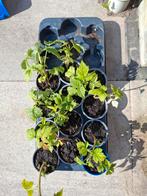 Frambozen plantjes, Tuin en Terras, Planten | Tuinplanten, Ophalen, Zomer, Volle zon