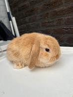 Nhd x Minilop, Dieren en Toebehoren, Konijnen, Mannelijk, Dwerg