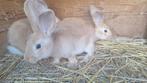 Gele van Bourgondie konijn te koop: ram, Dieren en Toebehoren, Konijnen, Mannelijk, Groot, 0 tot 2 jaar