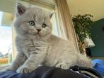 Britten Korthaar kittens met stamboom, Dieren en Toebehoren, Katten en Kittens | Raskatten | Korthaar, Meerdere dieren, Gechipt