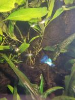 Matalic blue laced guppen, Dieren en Toebehoren, Vis