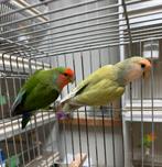 Koppel Agapornis roseicollie dwergpapegaai, Dieren en Toebehoren, Meerdere dieren, Dwergpapegaai of Agapornis, Geringd