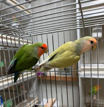 Koppel Agapornis roseicollie dwergpapegaai beschikbaar voor biedingen