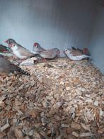 Zebravinken, Dieren en Toebehoren, Vogels | Overige Vogels, Meerdere dieren, Tropenvogel