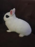 dwergkonijn mini, Dieren en Toebehoren, Konijnen, Mannelijk, Dwerg