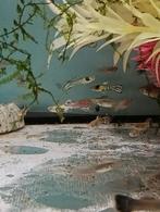 Super actie guppy mix 20+ stuks, Dieren en Toebehoren, Vissen | Aquariumvissen, Vis