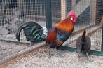 1-1 Bankiva hoen, Dieren en Toebehoren, Pluimvee, Meerdere dieren, Kip