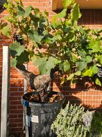 Oude Stam Druif - Prachtige Blikvanger!, Ophalen, Volle zon, Vaste plant, Fruitplanten