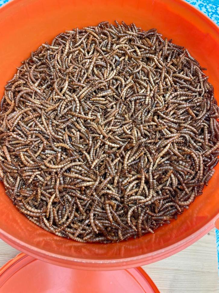 Gedroogde meelwormen 5 liter, Dieren en Toebehoren, Dierenvoeding, Pluimvee, Ophalen