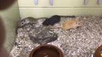 Gerbils, jonge gerbils, Dieren en Toebehoren, Knaagdieren, Juli, Meerdere dieren, Overige typen, Tam