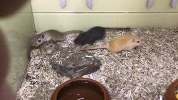 Gerbils, jonge gerbils beschikbaar voor biedingen