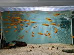 Gouden molly, poecilia sphenops gold, Dieren en Toebehoren, Vissen | Aquariumvissen, Vis, Zoetwatervis