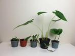 Set populaire baby plantjes, philodendron, hoya, alocasia, Overige soorten, In pot, Minder dan 100 cm, Groene kamerplant