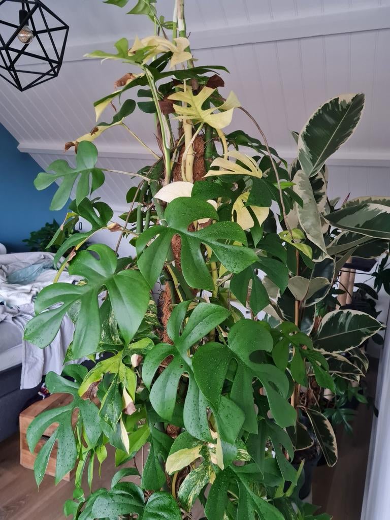 Prachtige Monstera minima variegata op mosstok, Ophalen, Overige soorten, Halfschaduw, In pot