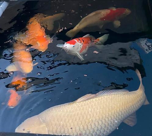 Koi KoiKarper Filters Vijver toebehoren (alles in één koop!), Dieren en Toebehoren, Vissen | Vijvervissen, Karper of Koi