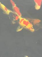Showa leuke via, Dieren en Toebehoren, Karper of Koi