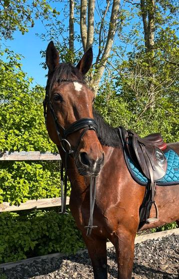 Lief 11 jarig recreatiepaard te koop beschikbaar voor biedingen