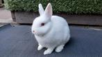 Super lieve roodoog pooltjes te koop, Dieren en Toebehoren, Vrouwelijk, Dwerg, 0 tot 2 jaar