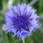 Zaden korenbloem blauw (Centaurea cyanus) - inheems, Ophalen of Verzenden, Voorjaar, Volle zon, Zaad