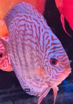 Discus rood turquoise Kweekkoppel - Siner - Koidreams, Dieren en Toebehoren, Vissen | Aquariumvissen, Vis, Zoetwatervis