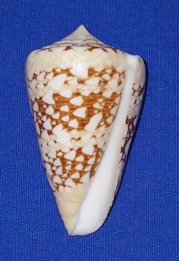 schelpen, Conus ammiralis beschikbaar voor biedingen