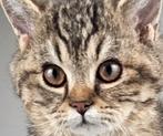 🇧🇪🇱🇺 Tabby rex katertje heel lief!! 16wk  bruine ogen 😻, Dieren en Toebehoren, Katten en Kittens | Raskatten | Korthaar, Kater