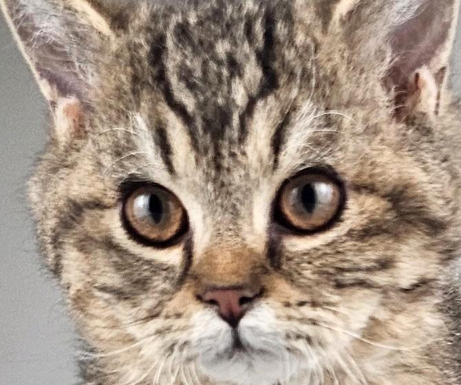 🇧🇪🇱🇺 Tabby rex katertje heel lief!! 16wk  bruine ogen 😻, Dieren en Toebehoren, Katten en Kittens | Raskatten | Korthaar, Kater