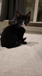 Lieve aanhankelijke kittens, Dieren en Toebehoren, Katten en Kittens | Overige Katten, Meerdere dieren, Kortharig, 0 tot 2 jaar