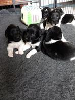 Friese stabij pups v.d. Roffelaar met stamboom ( puppy's ), Overige rassen, CDV (hondenziekte), 8 tot 15 weken, Meerdere dieren
