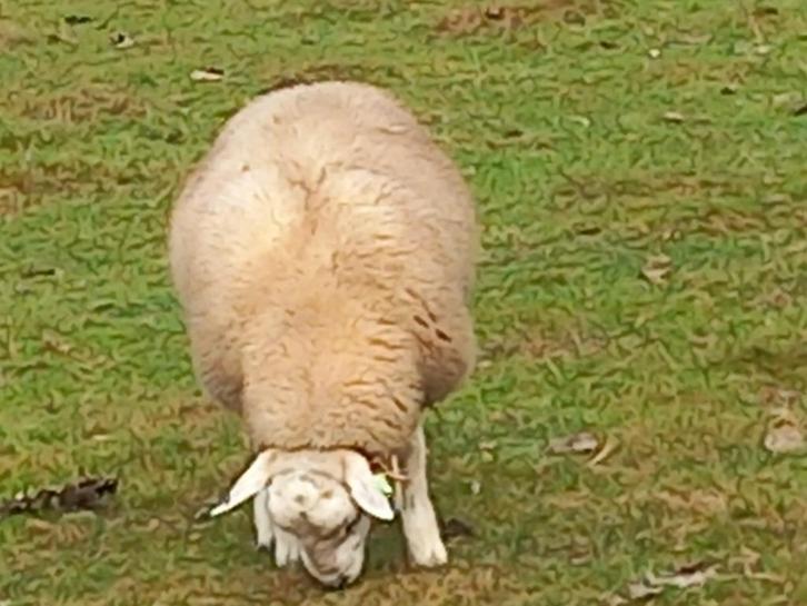 engelse texelaar ram  en ram lammeren, Dieren en Toebehoren, Schapen, Geiten en Varkens, Schaap, Mannelijk