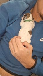 Matipoo pups, Dieren en Toebehoren, Honden | Chihuahua's en Gezelschapshonden, Rabiës (hondsdolheid), Overige rassen, 8 tot 15 weken