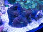 Stuk met ca 8 oren, Dieren en Toebehoren, Vissen | Aquaria en Toebehoren, Ophalen, Gevuld zeewateraquarium