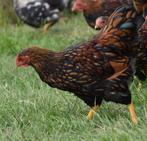 3 wyandotte kriel hanen, Dieren en Toebehoren, Pluimvee, Mannelijk, Kip