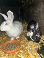 4 jonge konijnen, Dieren en Toebehoren, Konijnen, Meerdere dieren
