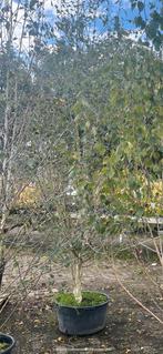 Zilverberk in pot - 200 tot 300 cm, Bloeit niet, Overige soorten, 100 tot 250 cm, Ophalen