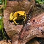 Phyllobates bicolor. Pijlgif kikker, Dieren en Toebehoren, Reptielen en Amfibieën, Hagedis, 0 tot 2 jaar