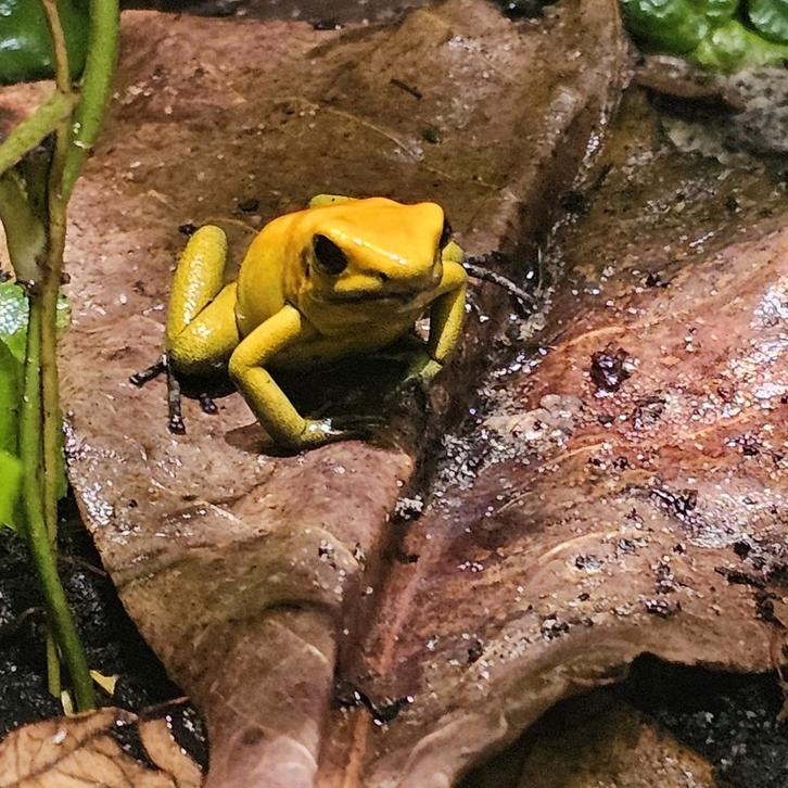 Phyllobates bicolor. Pijlgif kikker