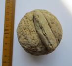 Barietknol met fossiele mossel, Steinhardt, Oligoceen, Verzenden, Fossiel