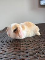 Lieve jonge minilop / Satijn NHD konijntjes te koop, Meerdere dieren, Dwerg, Hangoor, 0 tot 2 jaar