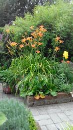 Daglelie plantjes ca 60 cm hoog prijs p.stuk, Overige soorten, Volle zon, Vaste plant, Ophalen of Verzenden