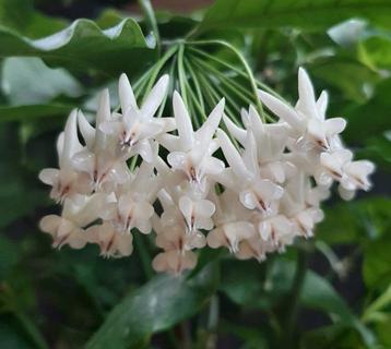 Hoya lockii geworteld stekplantje. beschikbaar voor biedingen