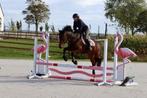Prachtige Connemara allrounder, Dieren en Toebehoren, Pony's, Springpony, Zadelmak, 3 tot 6 jaar, Gechipt