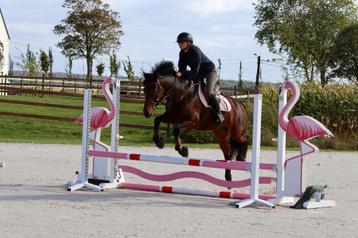 Prachtige Connemara allrounder beschikbaar voor biedingen