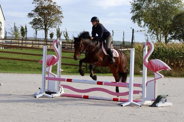 Prachtige Connemara allrounder, Dieren en Toebehoren, Pony's, Merrie, Zadelmak, E pony (1.48m - 1.57m), Springpony, 3 tot 6 jaar