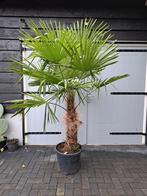 Palmboom trachycarpus fortunei winterhard, Volle zon, Ophalen of Verzenden, Palmboom