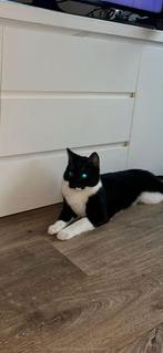 Kater mickey 1 jaar, Dieren en Toebehoren, Kater