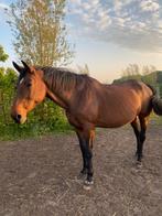 Lieve merrie aangeboden als weidemaatje of coaching paard, Merrie, Springpaard, Gechipt, Niet van toepassing